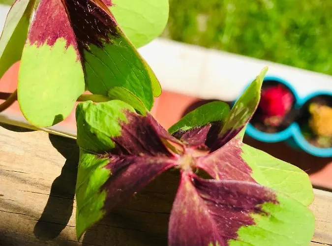 Casa Do Trevo Rum i privatbostad *