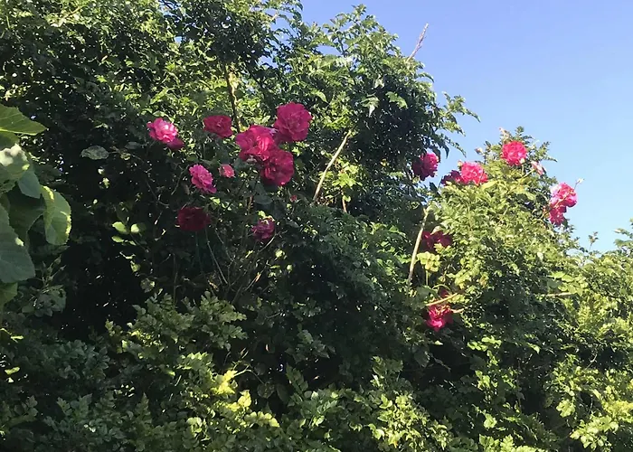 Rum i privatbostad Casa Do Trevo *